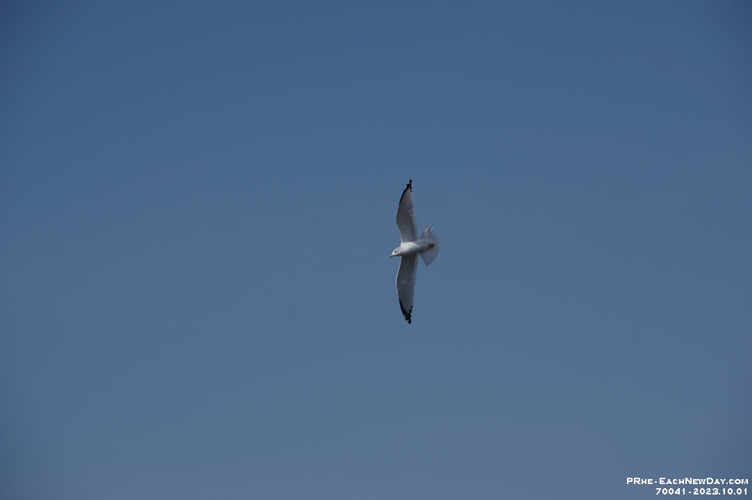 70041 - A lovely Sunday afternoon with Beth kayaking Lake Scugog from Port Perry